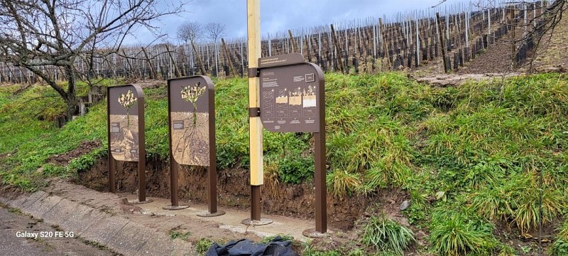 Géovino wine trail - The rocks - Riquewihr