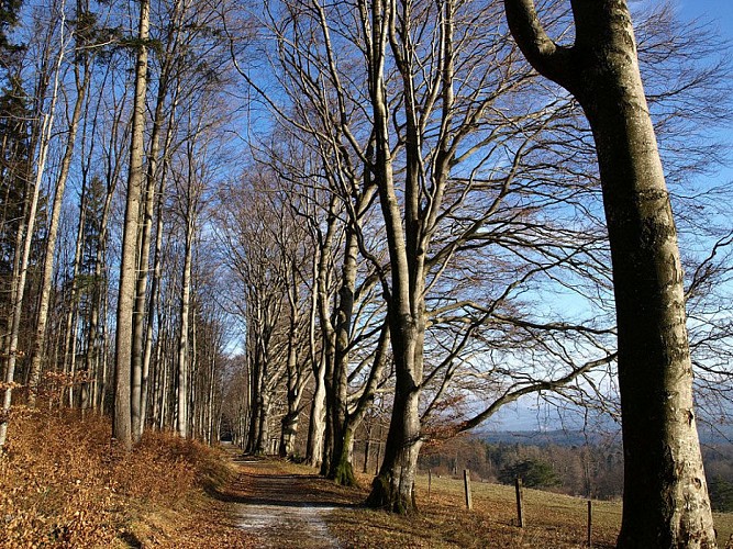 Allée des hêtres, Winkel, Jura alsacien