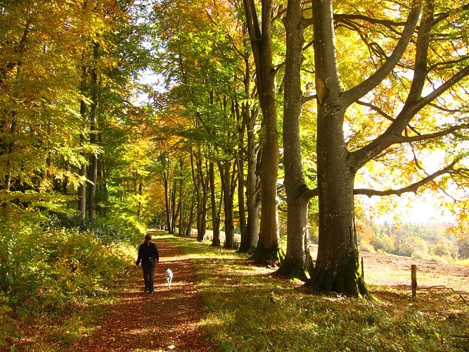 Allée des hêtres, Winkel, Jura alsacien