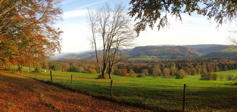 Allée des hêtres, Winkel, Jura alsacien
