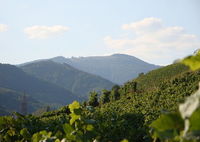 Le Thannerhubel vu du vignoble du Rangen à Thann