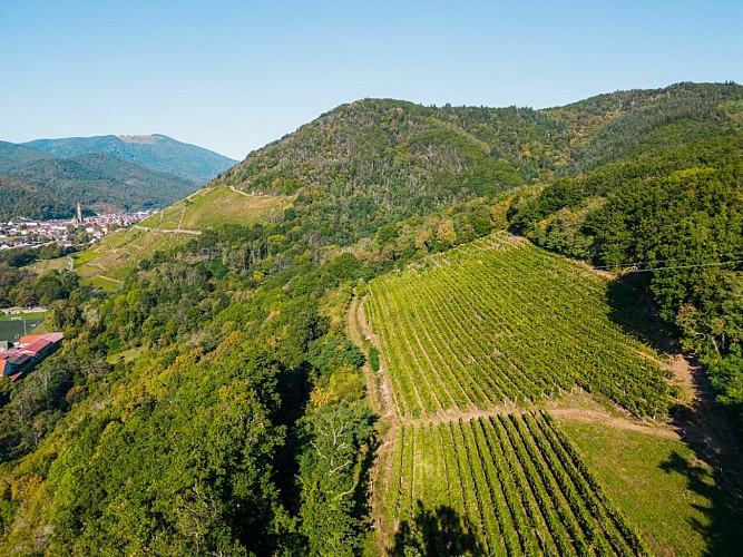 Vue sur le vignoble de Vieux-Thann 'Le Kirchberg'