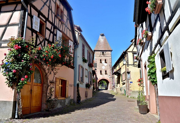 Circuit rando - d'Ammerschwihr au sommet du Galtz