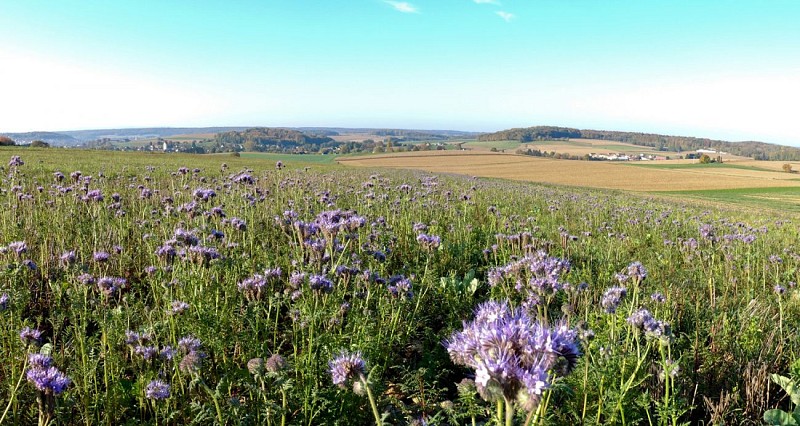 Vue sur Aspach