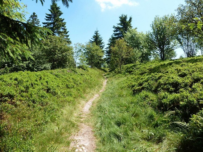 Hiking trail CDF07 : Les Myrtilles