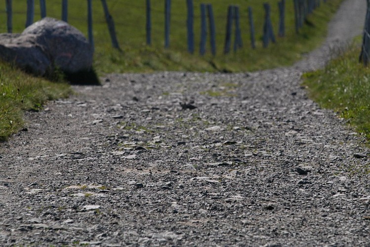 Discovery trail circuit at Ballon d'Alsace