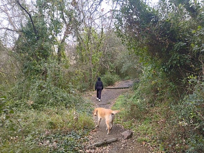 Sentier botanique de Montesquieu-des-Albères