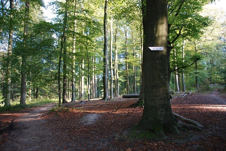 Bois de Lauzelle