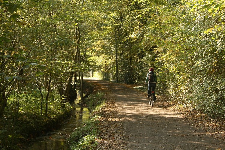 Bois des Rêves - Bruyères
