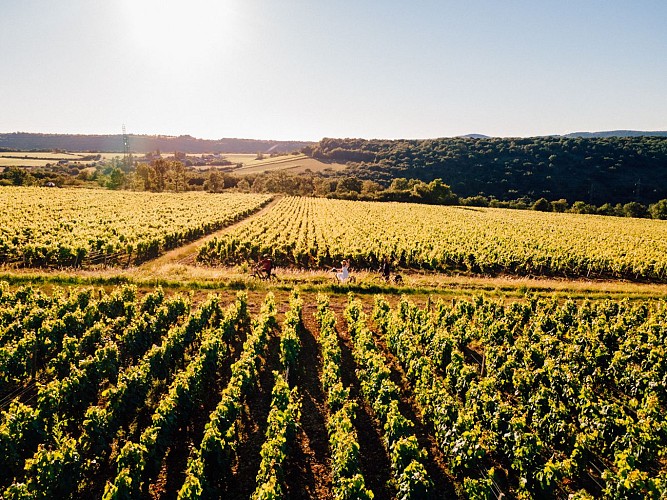 Vignoble Côte Chalonnaise