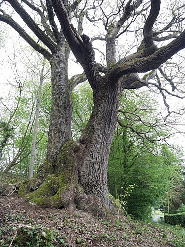 Gros Chêne