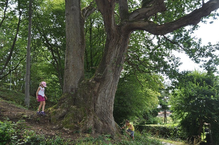 Gros Chêne