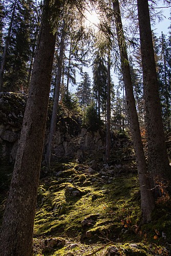 Forêt des Mésers