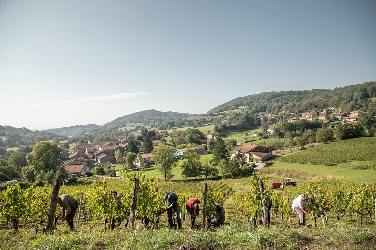 Vignoble du Revermont