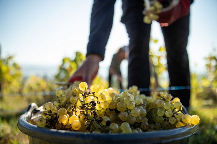 Vignoble du Revermont