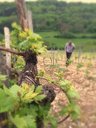 Vignoble du Revermont