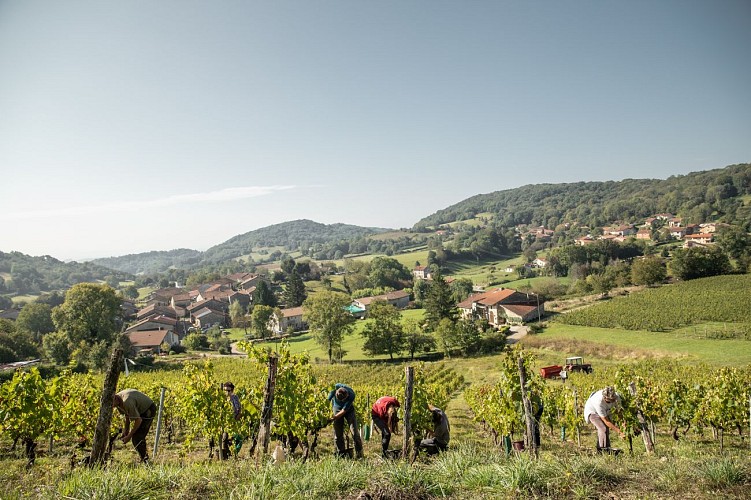 Vendanges Gravelles