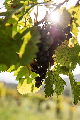 Vigne du Revermont