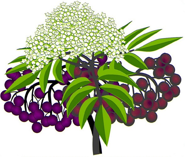 Aubel : Elderberry walk in the land of orchards (34 km loop)