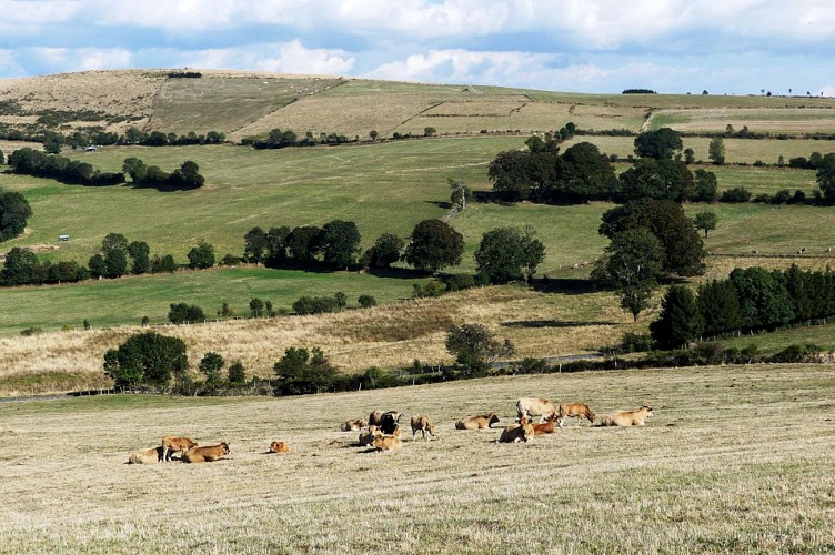 paysage- vaches Race Aubrac