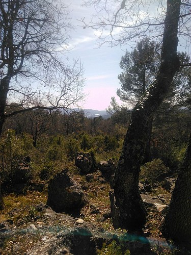 Entre les arbres, vue sur le Lac et la Mer