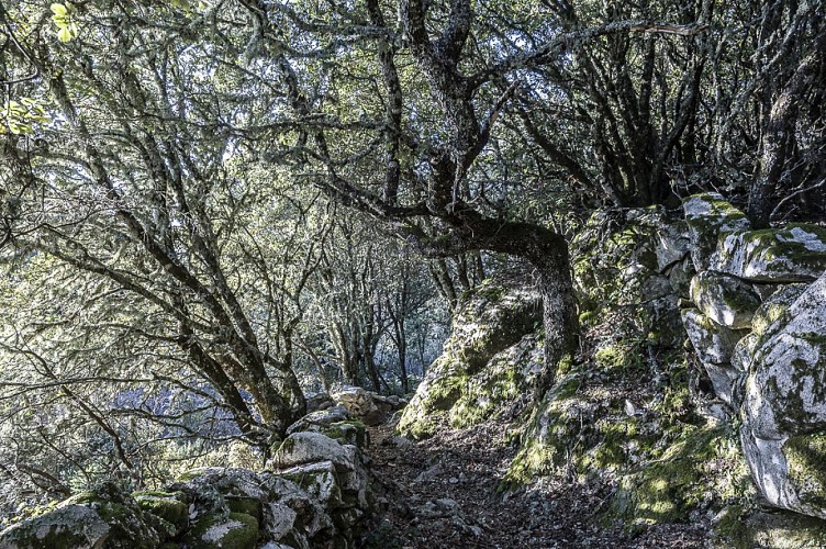 cheminement dans la forêt