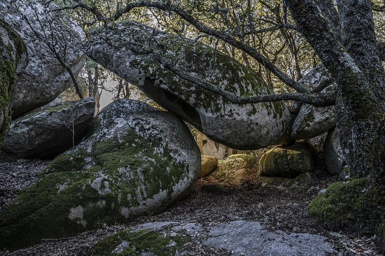 cheminement dans la forêt