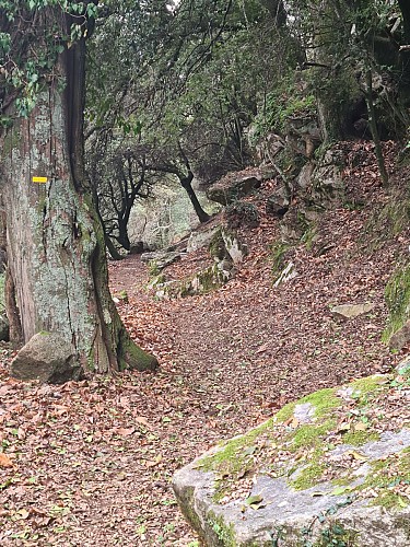 Boucle des anciens jardins/vergers de Serra di Scopamena par Sorbollano