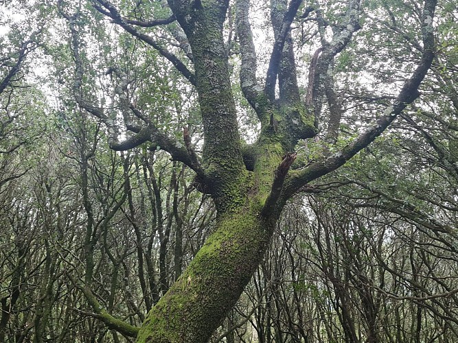 Boucle des anciens jardins/vergers de Serra di Scopamena par Sorbollano