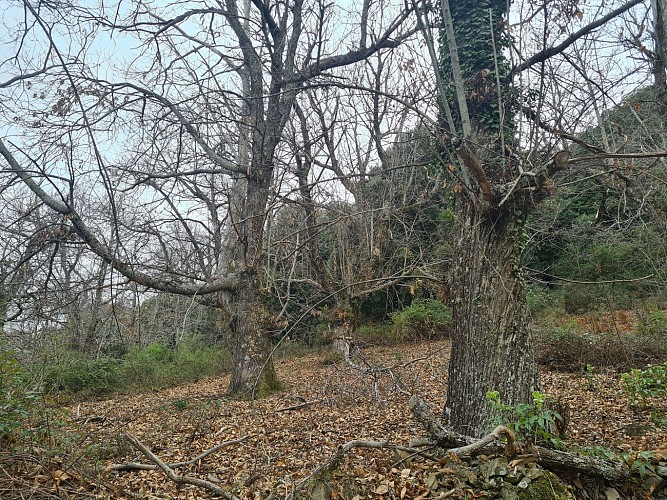 Boucle des anciens jardins/vergers de Serra di Scopamena par Sorbollano