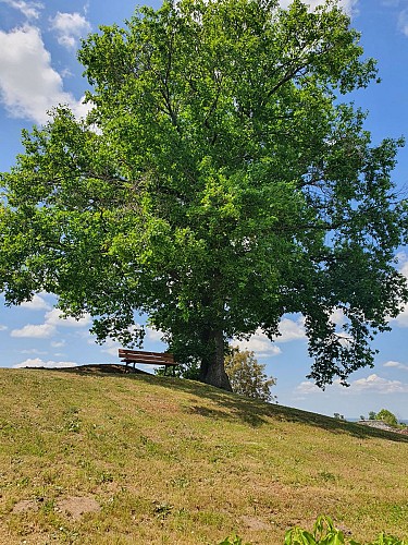 Un arbre majestueux, Louroux-de-Beaune