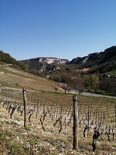 Vignes de Cerdon