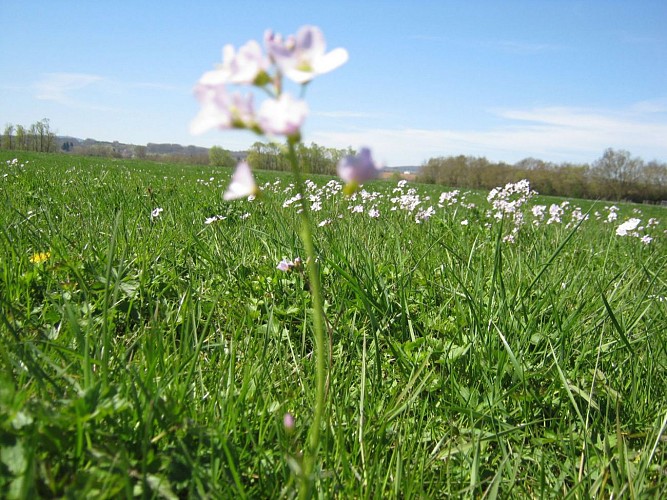 Pont-de-Vaux | La Nove