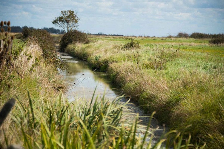 Entre dunes et marais