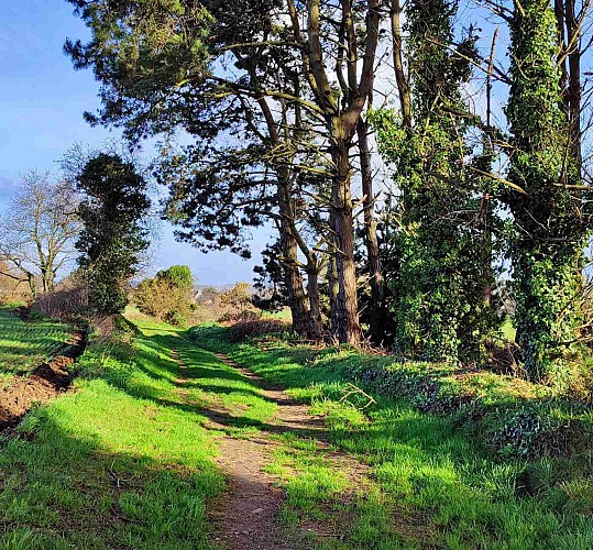 Bois de pins - Armorique - Plestin les Grèves