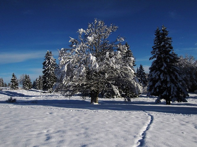 Raquette' -  Les Combes derniers