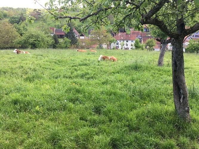 Circuit découverte de Langensoultzbach