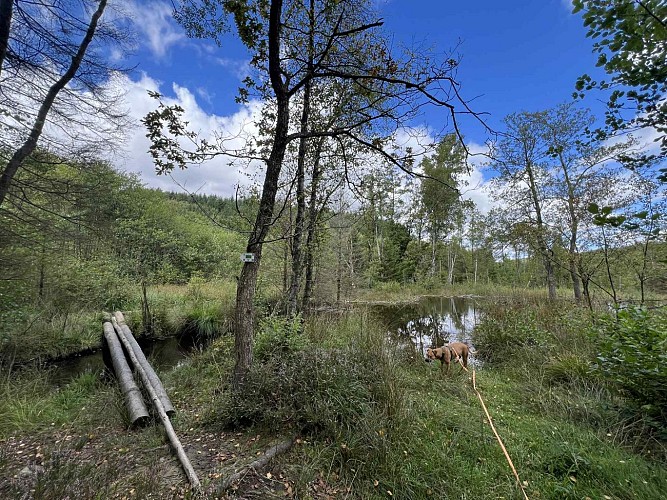 Moulin-odeigne-castor1