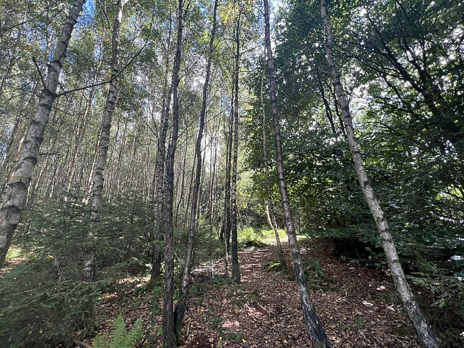 Moulin-odeigne-bouleaux