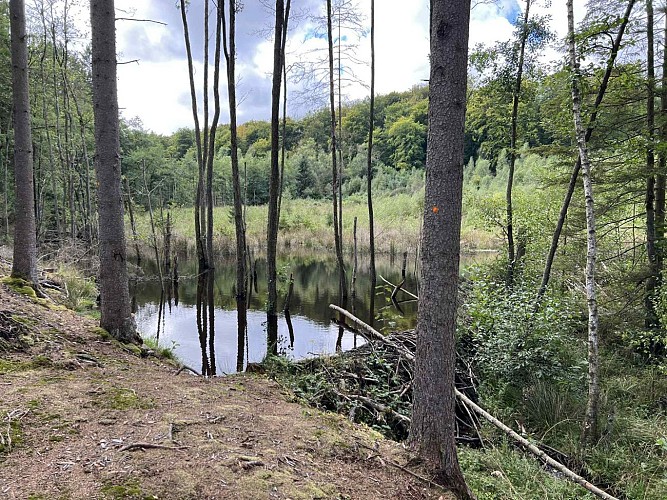 Moulin-odeigne-castor3