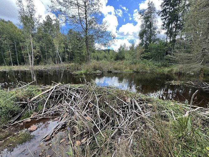 Moulin-odeigne-castor2