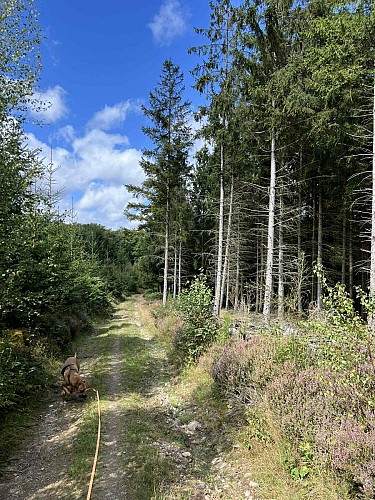 Moulin-odeigne-foret