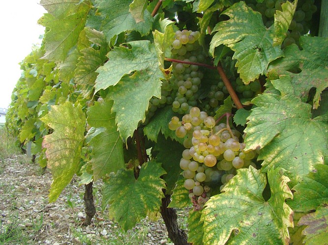 Vineyard loop