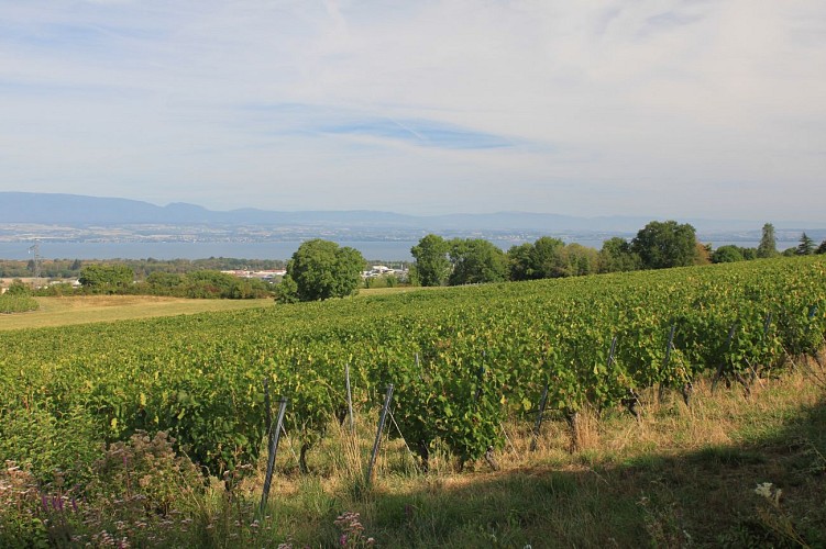 Wandelen: Boucle des vignes