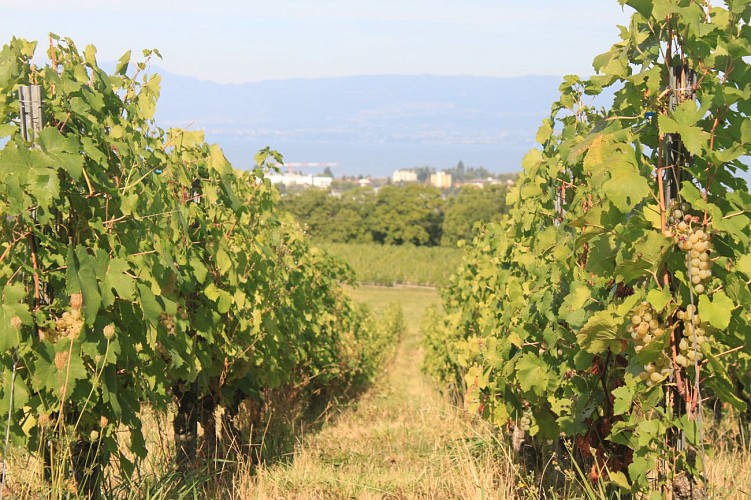 Wandelen: Boucle des vignes