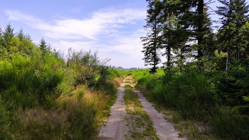 Champnétery - Chemin du Bois Jaury - Pays Monts et Barrages - Aurélien Clavreul - copie
