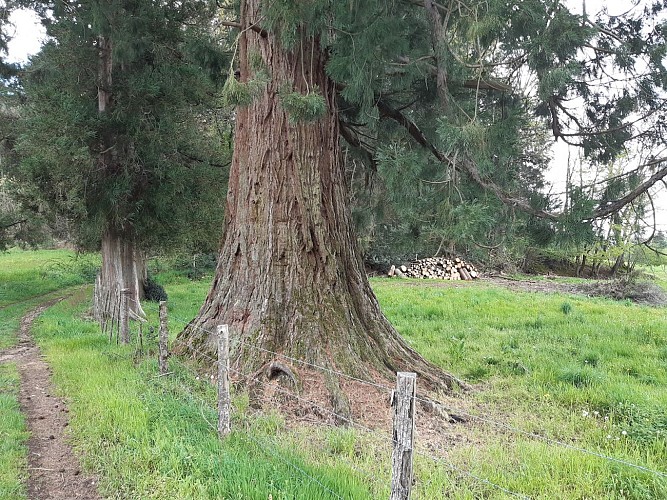 chemin des séquoias
