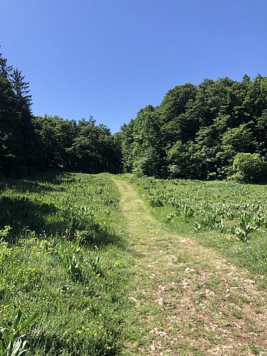 Circuit VTT 14 Les Plans d'Hotonnes - Plateau de Retord