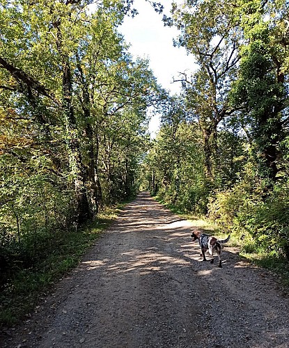 Chemin des Treilles