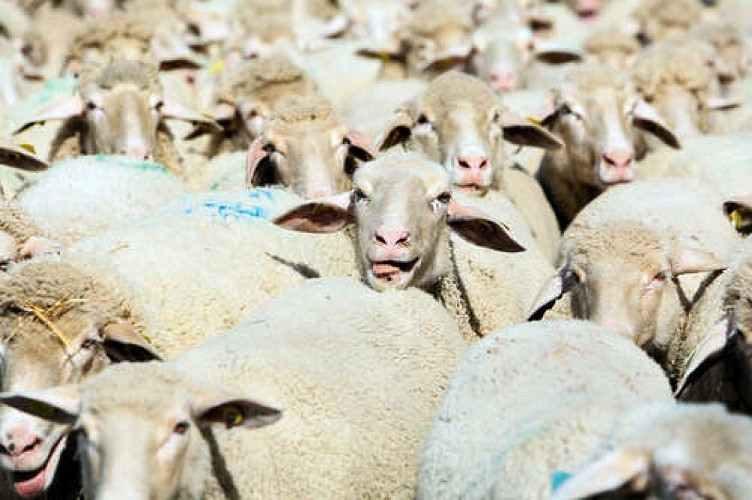 Transhumance au plateau de Malzéville